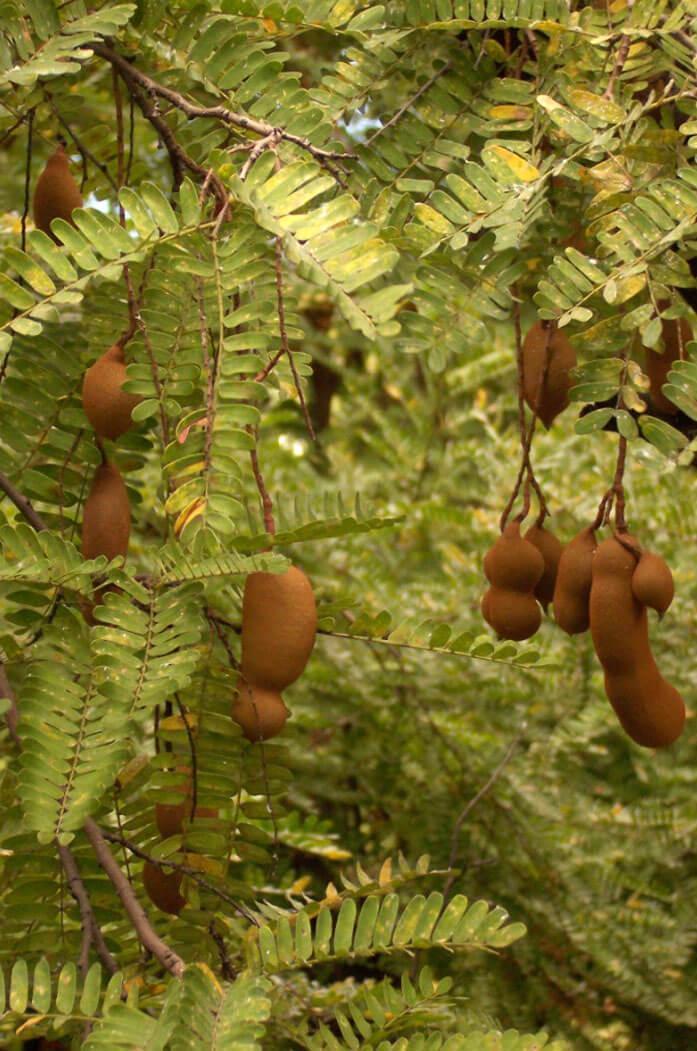 Poudre de Tamarin Noir Tamarinier Solom Bio et naturelle les jardins d'aissa 4