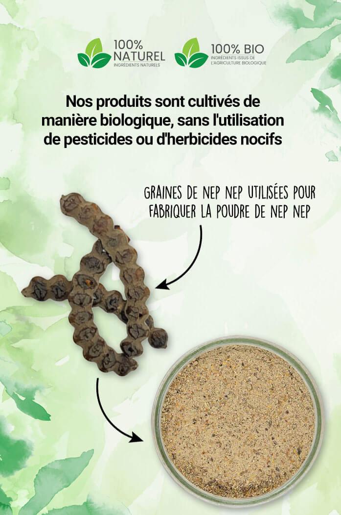 poudre de Nep Nep 100% bio et naturelle de Qualité Supérieure 100 gr naturel